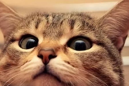 养猫的好处有哪些？没想到猫咪对健康这么好！