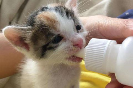 家附近出现流浪小奶猫，该如何处理和救助？