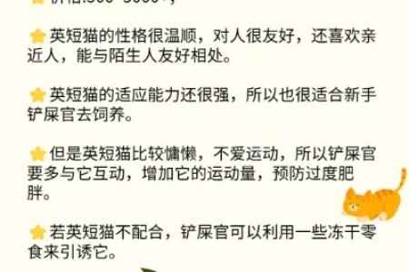 为什么英短猫这么受欢迎？价格亲民，颜值高又好养活