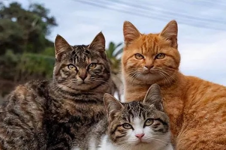 想养猫？田园猫VS品种猫，哪个更适合你？深度解析！