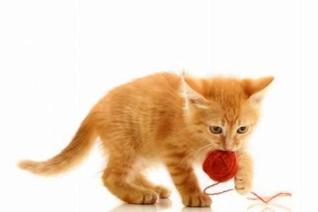 孕期养猫安全吗？猫咪弓形虫感染会影响胎儿发育吗？