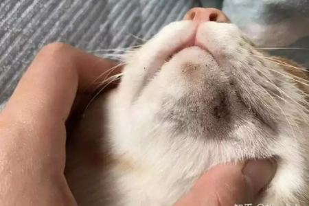 对猫过敏的症状和治疗，教你如何轻松应对猫过敏