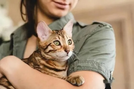猫咪喜欢怎么抱？学会这几种抱法猫咪更亲近你