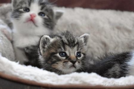 想领养健康小猫？这些技巧能帮到你