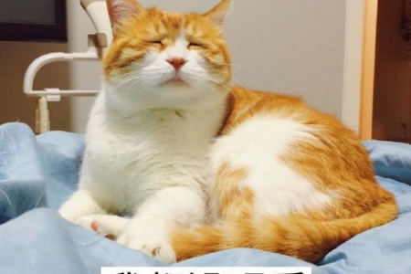 猫咪的记忆力有多强？科学揭秘猫的短期记忆和长期记忆