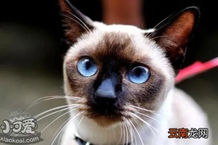 怎么样的暹罗猫才是纯种的？纯种暹罗猫特征详解