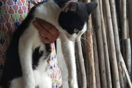 家猫被抛弃后会面临什么？生存概率有多高？