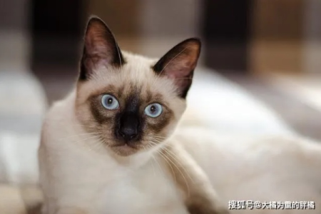 暹罗猫的缺点和不足：理性看待猫咪的优缺点