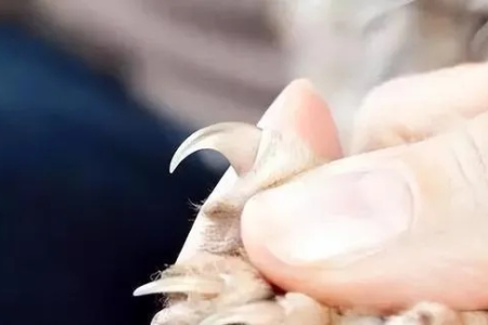 想了解猫咪去爪手术？看完这篇你就懂了
