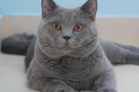 傻傻分不清？俄罗斯蓝猫和英国蓝猫的详细区别！