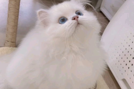 挑选金渐层猫的六大要点：从外貌到血统，教你选到心仪的爱猫