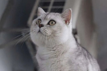 银渐层返祖现象：猫咪毛发变长是咋回事？