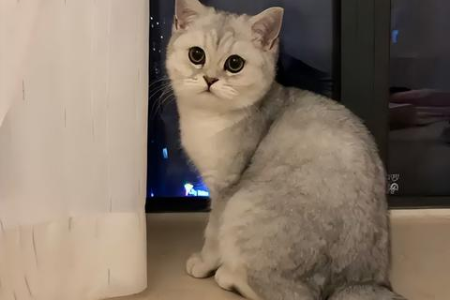 银渐层品相鉴定标准是什么？避免买到劣质猫