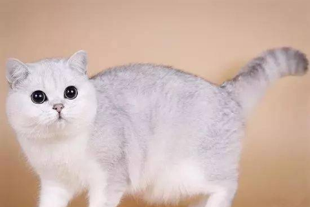 如何挑选纯种银渐层猫咪？一看就会的技巧
