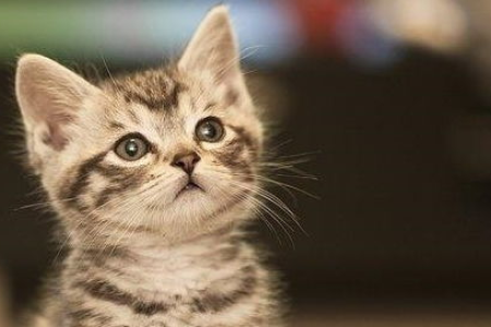 渐层猫的品相如何鉴定？教你快速识别优良血统猫咪