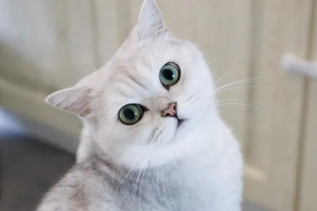 宠物猫渐层是什么品种？品种特征及饲养指南
