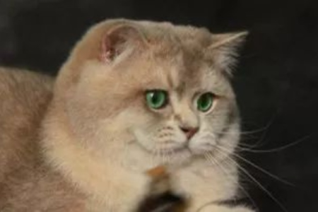 渐层猫是英短的一种吗？关于渐层猫血统的真相大揭秘