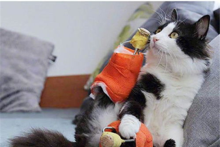 被流浪猫蹭到腿，会不会沾上跳蚤？教你如何避免