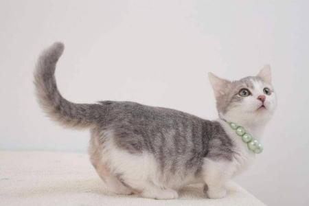 看懂猫咪尾巴：轻松了解猫咪的喜怒哀乐