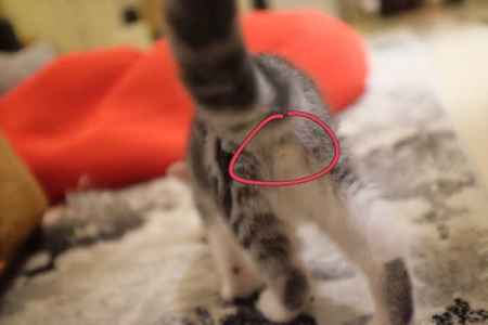 公猫隐睾怎么看？简单方法教你快速判断