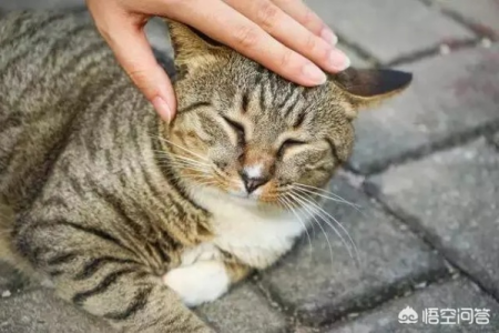 摸流浪猫有害吗？接触流浪猫的风险和预防措施