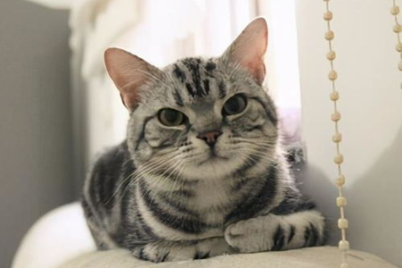 美国短毛猫与狸花猫傻傻分不清？教你快速识别它们的区别