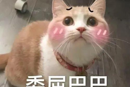 养猫人士注意！这些植物对猫咪有剧毒！