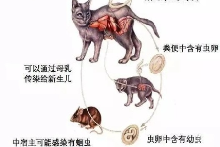 猫咪常见体内寄生虫有哪些？如何预防和治疗？