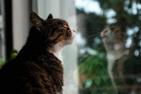 盘点四大养猫理由：治愈孤独，提升生活幸福感