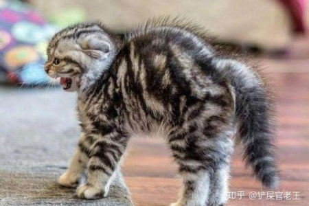 为什么猫咪会有应激反应？如何帮助你的猫？