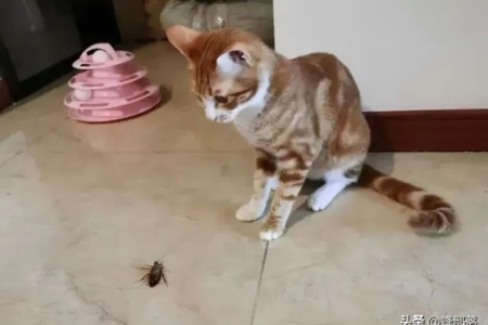 家里蟑螂多猫还吃？教你如何阻止猫咪吃蟑螂