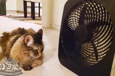 猫咪吹电风扇安全吗？这样做才能避免猫咪着凉