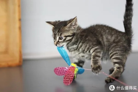 给猫买什么玩具比较好？猫咪最爱的5款玩具推荐