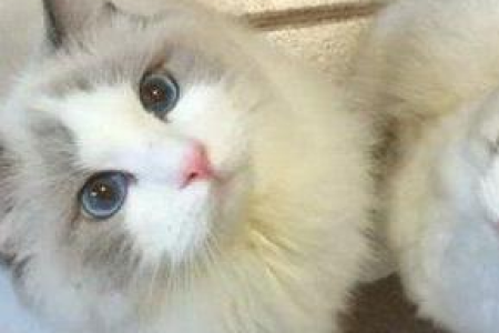 猫咪毛发暗淡无光？快速让猫咪毛发油亮顺滑的小技巧