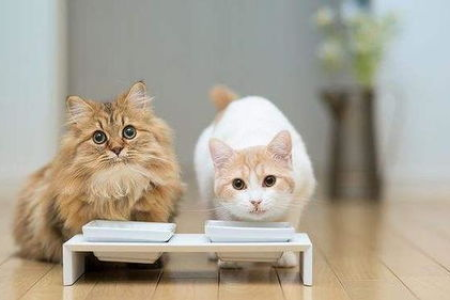 猫的肢体语言解秘：快速了解猫咪的喜怒哀乐
