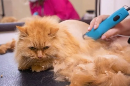 别再给猫剃毛了！这些危害你必须了解清楚！