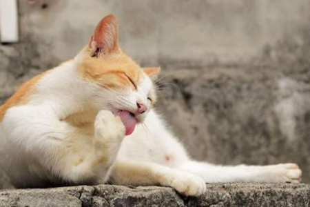 猫毛过敏怎么办？远离猫毛的实用方法及应对措施