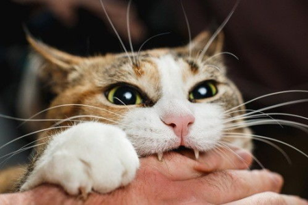 猫咪也会晕车？带猫出行必看晕车症状及应对方法