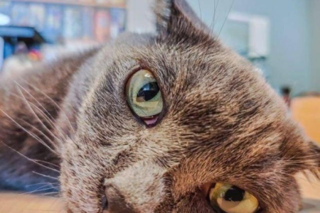 猫咪眼睛周围的毛是睫毛吗？细说猫眼部毛发秘密