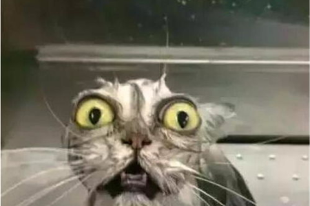 猫害怕什么东西？详解猫咪的恐惧，教你如何安抚猫咪
