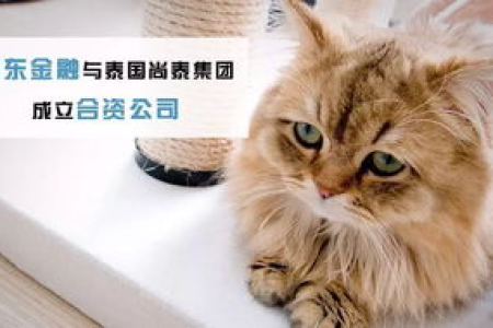警惕！这些猫玩具暗藏危险，如何保障猫咪安全？