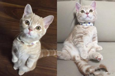 为什么橘猫总是胖乎乎的？基因、性别和生活习惯的影响