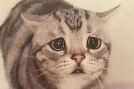 猫咪抓伤怎么办？教你正确处理伤口预防感染