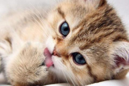 各种猫咪叫声含义详解：学会“猫语”，更好地与猫咪沟通！