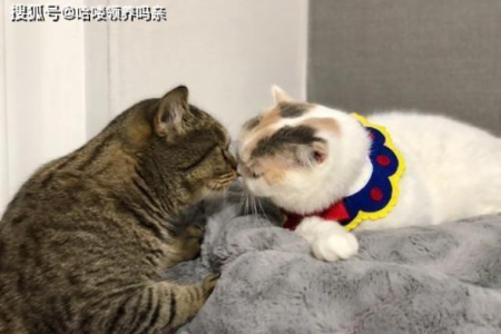 你的中国猫能和外国猫交流吗？揭秘猫咪沟通方式！