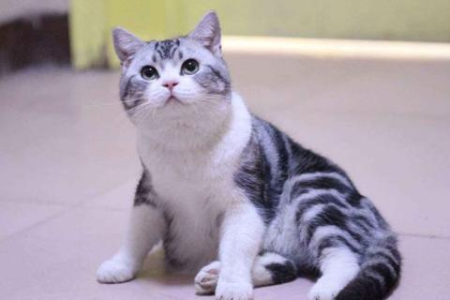 了解美国短毛猫的性格，才能更好地与它相处