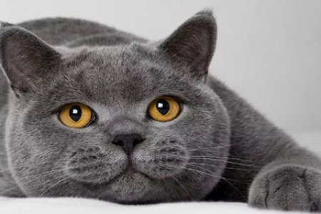 美国短毛猫饲养全攻略：饮食、健康、玩耍，教你养好美短猫