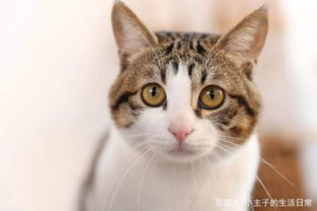 猫咪为啥爱咬东西？原因和解决方法都在这里！