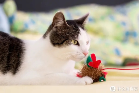猫咪玩具怎么选？根据猫咪性格挑选最佳玩具