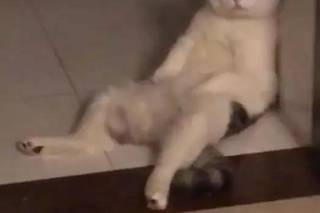 猫咪怕黑吗？晚上要不要给它们开灯？